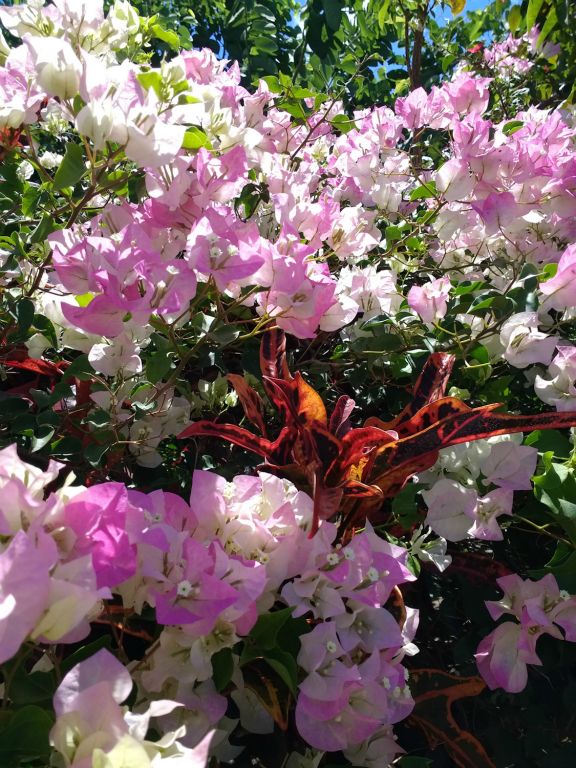 Bougainvillea,